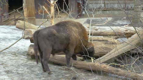 Großer-Männlicher-Europäischer-Bison,-Der-Auf-Holzstämmen-Weidet