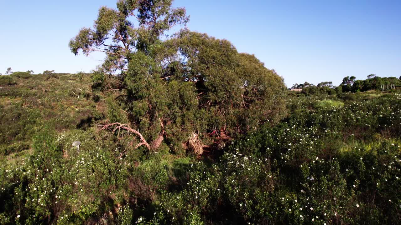 Treehouse In Lush Green Foliage In Summer - Drone Pullback