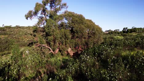 treehouse in lush green foliage in summer - drone pullback