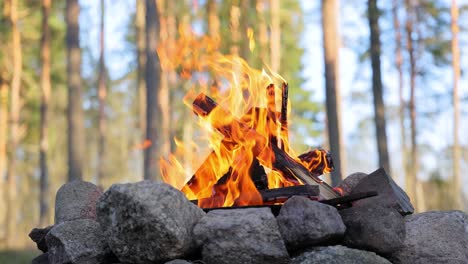 burning campfire in the forest