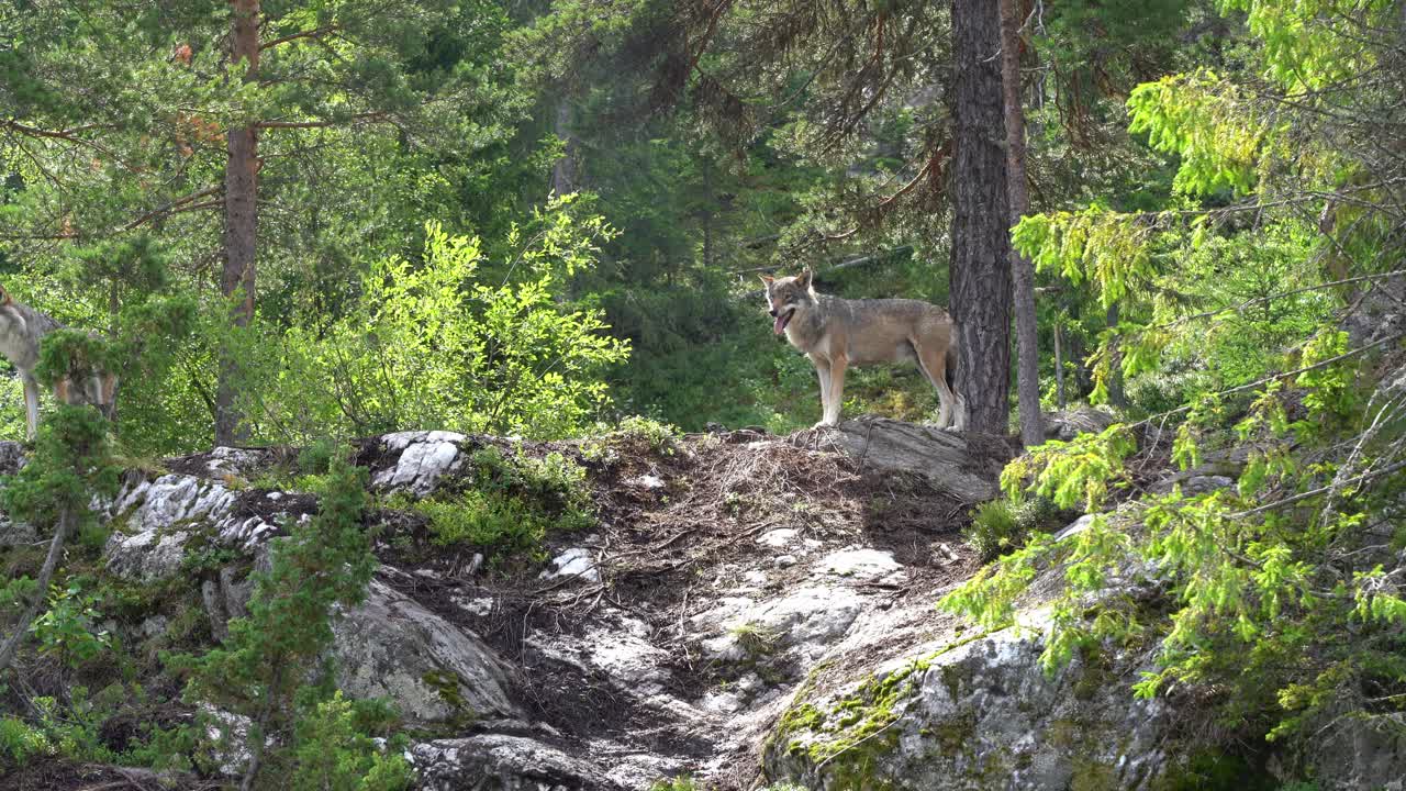 Wolf in Norway nature standing inside forest with sunlight hitting fur - Handheld static