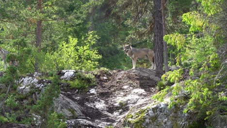 Wolf-in-Norway-nature-standing-inside-forest-with-sunlight-hitting-fur---Handheld-static