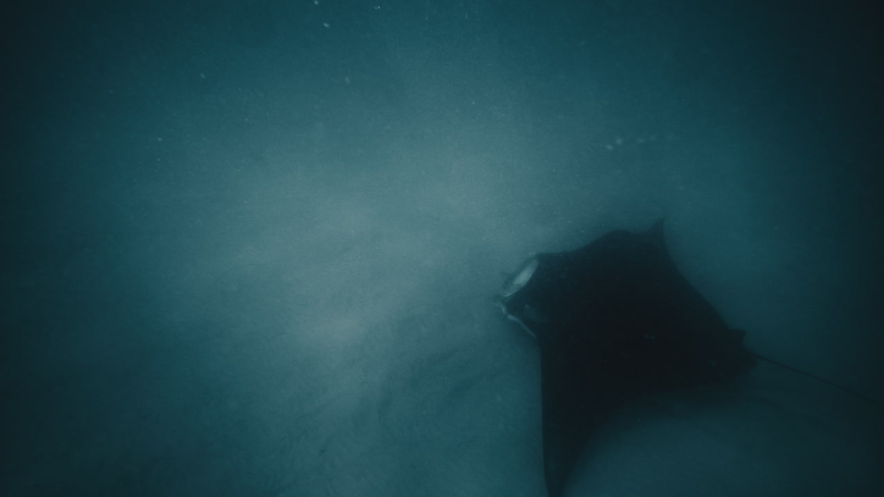 la manta ray se desliza a lo largo del fondo arenoso aleteando alas negras bajo el agua en el océano