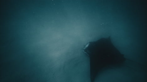 la manta ray se desliza a lo largo del fondo arenoso aleteando alas negras bajo el agua en el océano