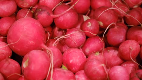 red fresh ripe radish concept of organic vegan food spring harvest red fresh ripe radish concept of organic vegan food spring harvest shooting close up