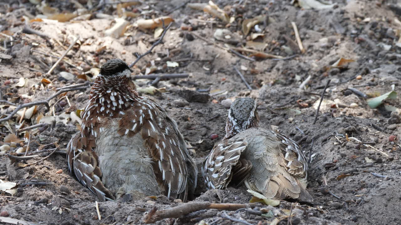 un par de pájaros francolín crestados descansando en el suelo arenoso - cerrar