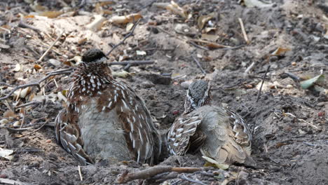 A-Pair-Of-Crested-Francolin-Bird-Resting-On-The-Sandy-Ground---close-up