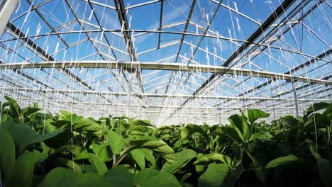 Row-of-green-plants-in-greenhouse-4k