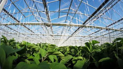 fila de plantas verdes en el invernadero 4k