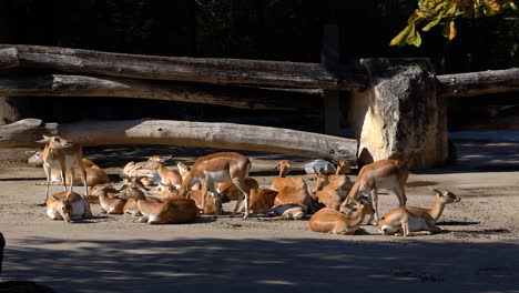 Gruppe-Weiblicher-Blackbucks-Oder-Indischer-Antilopen,-Die-Sich-In-Der-Sonne-Aalen