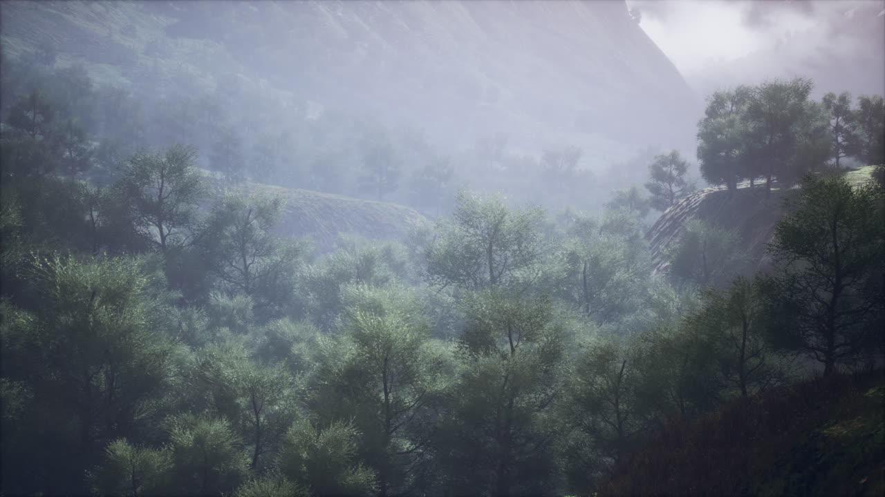 산 계곡 에 있는 안개 가 가득 한 숲