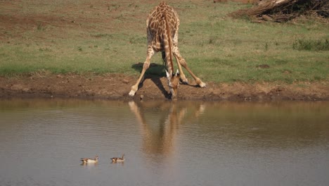 jirafa bebe agua mientras los gansos egipcios nadan en un estanque africano fangoso