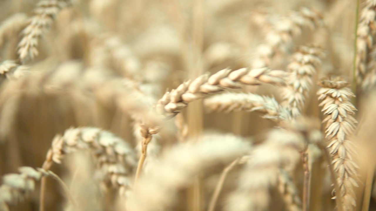 Shallow focus. Right to left panning shots of field of ripe barley crops. Farming and food concept