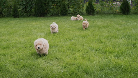 A-group-of-cute-maltipu-puppies-run-through-the-green-grass