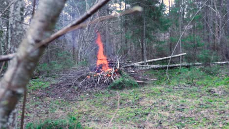 a fire burning in the woods with a bright orange and yellow flame, with people walking around it. filmed during the spring time, trees are beginning to go green and moss is visible on the ground in 4k