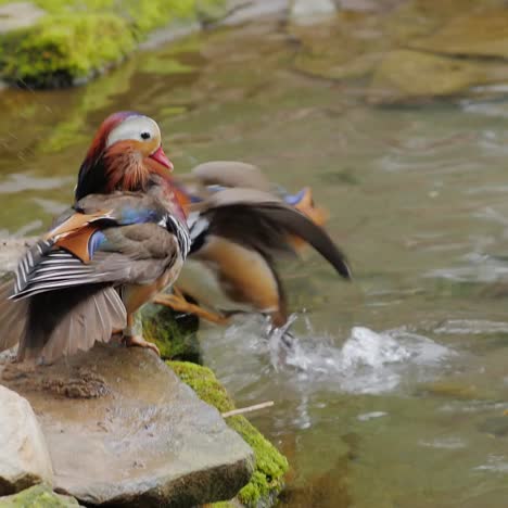 pato mandarín limpia cuidadosamente las plumas 3