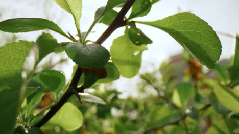 Tree-branch-with-charming-greens-blossoming-against-sunrise-beams-in-closeup.