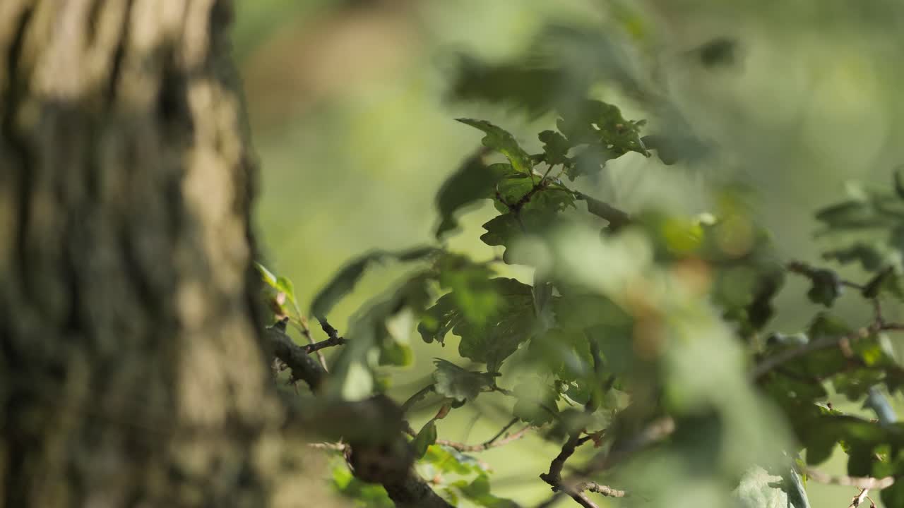 Foglie di un verde intenso di un albero che ondeggiano al vento. Bellissimo bokeh.