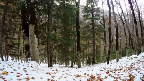bosque de invierno rodeado de montañas