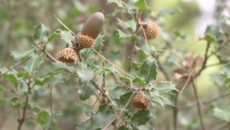 Close-up-on-isolated-branch-of-oak-tree,-pull-focus-from-acorns-to-leaves