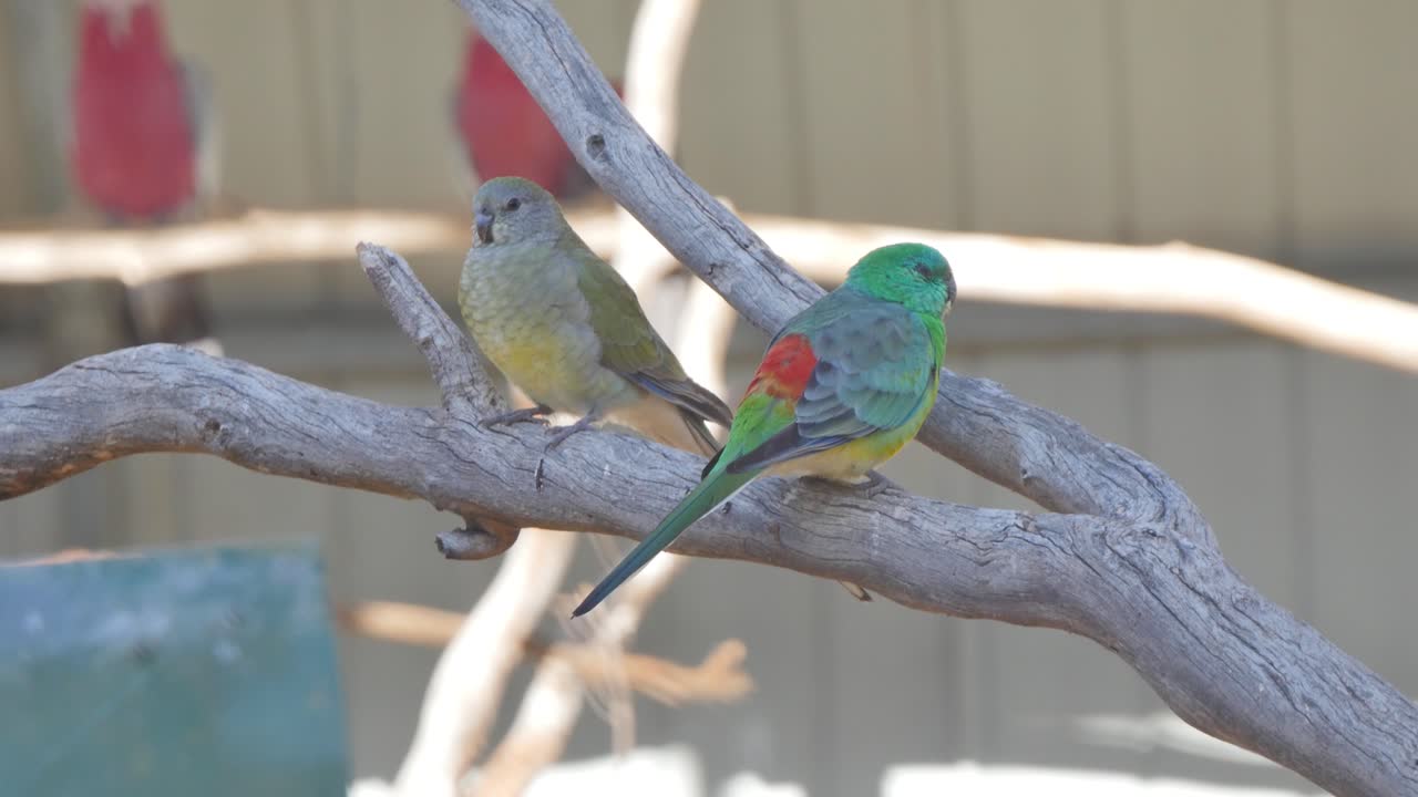 Colourful parrots on a branch