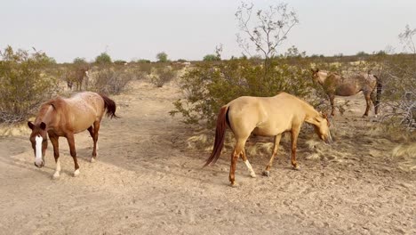 Close-up-wild-horses-eyeball-the-cameraman