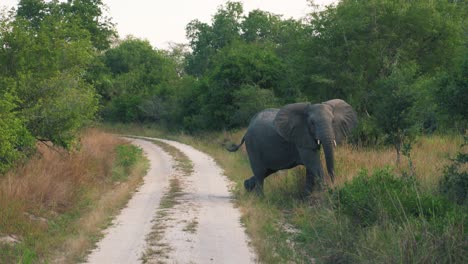 Group-of-elephants-crossing-dusty-road-in-the-middle-of-Africa-looking-straight-into-camera