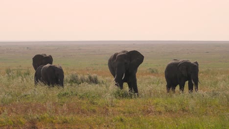 African-elephant-herd-family-in-a-green-landscape