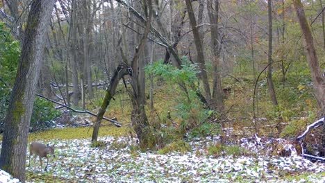 white tail doe and her yearling walking down a game trail in the early winter of a timber area in illinois