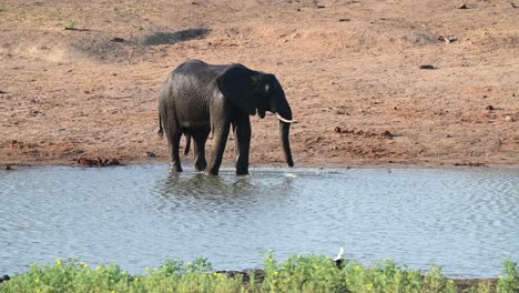 Breiter-Schuss-Eines-Afrikanischen-Elefantenbullen,-Der-Im-Krüger-Nationalpark-Spritzwasser-Trinkt