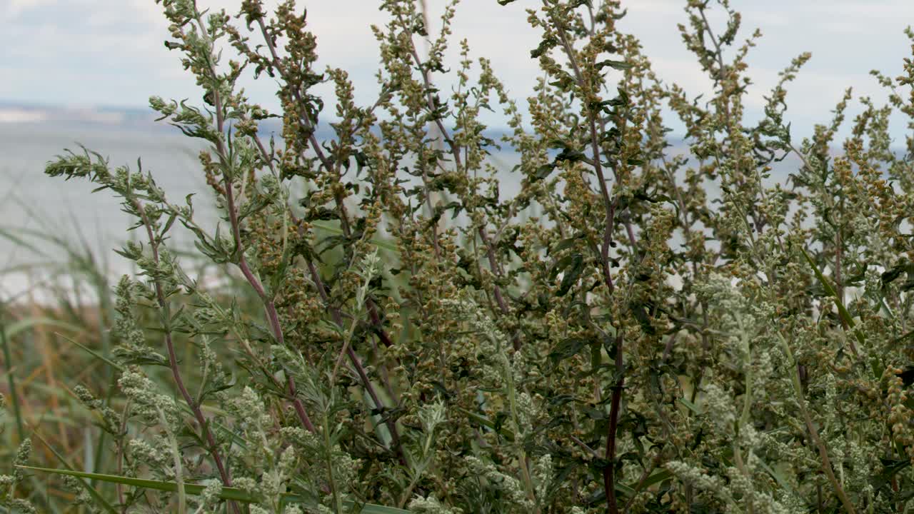 Dense green plants move gently in overcast daylight near Carnoustie shoreline, handheld camera