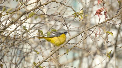 eastern yellow robin perched on a branch in south korea