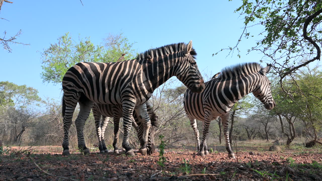 Plains Zebra (Equus quagga burchellii )  grazing together and looking sidewards, close-up