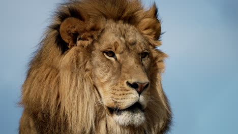 close up of barbary lion's face with mane