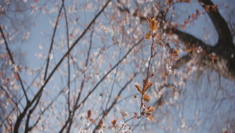 spring blossoms on a tree