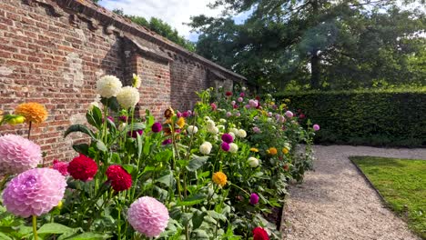 camera glides along gravel path beside vibrant dahlia beds and historic brick wall in sunlight