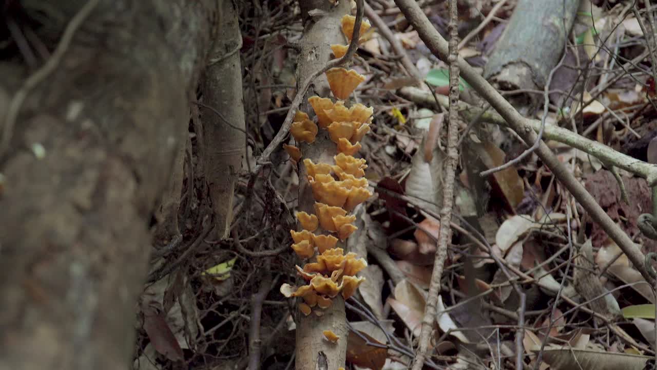 mano de hombre sosteniendo un teléfono inteligente tomando fotos de hongos silvestres que crecen en un árbol en la selva tropical