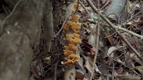 man hand holding smartphone taking photo of wild mushrooms growing on tree in tropical rainforest