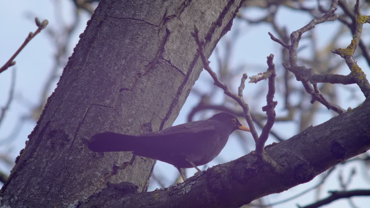tiro medio de cámara lenta cerca de un mirlo sentado en una rama en un árbol de nuez, el viento peinando ligeramente a través de sus plumas