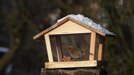petirrojo que se alimenta de un comedero para pájaros es asustado por un recién llegado, el brambling