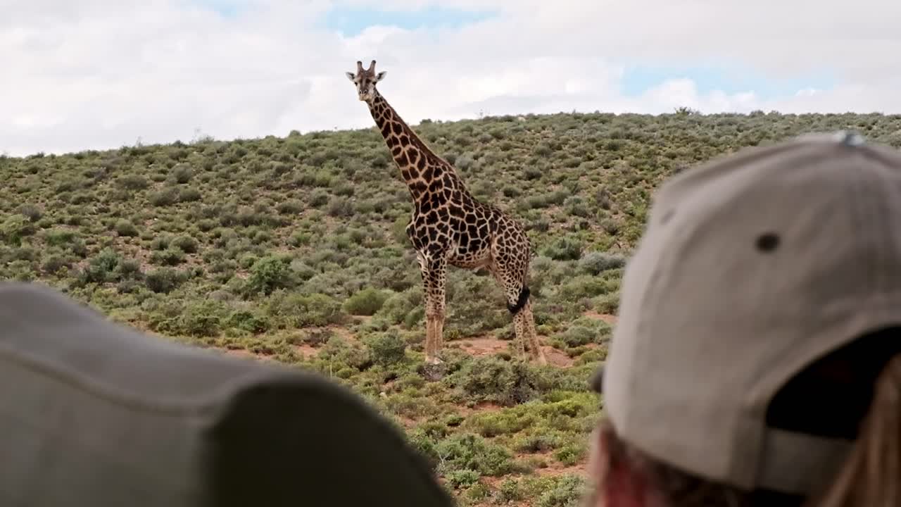 A large male southern giraffe with a dark, striking pattern as seen from a safari vehicle with a tourist in the foreground viewing the animal sighting