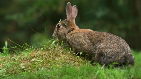 conejo relajado pero cauteloso pastando en hierba exuberante mientras observa los alrededores