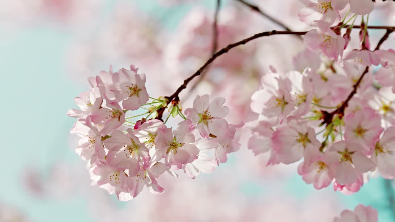 Delicate cherry blossoms bloom in soft shades of pink against a serene blue sky, symbolizing the fleeting beauty of spring