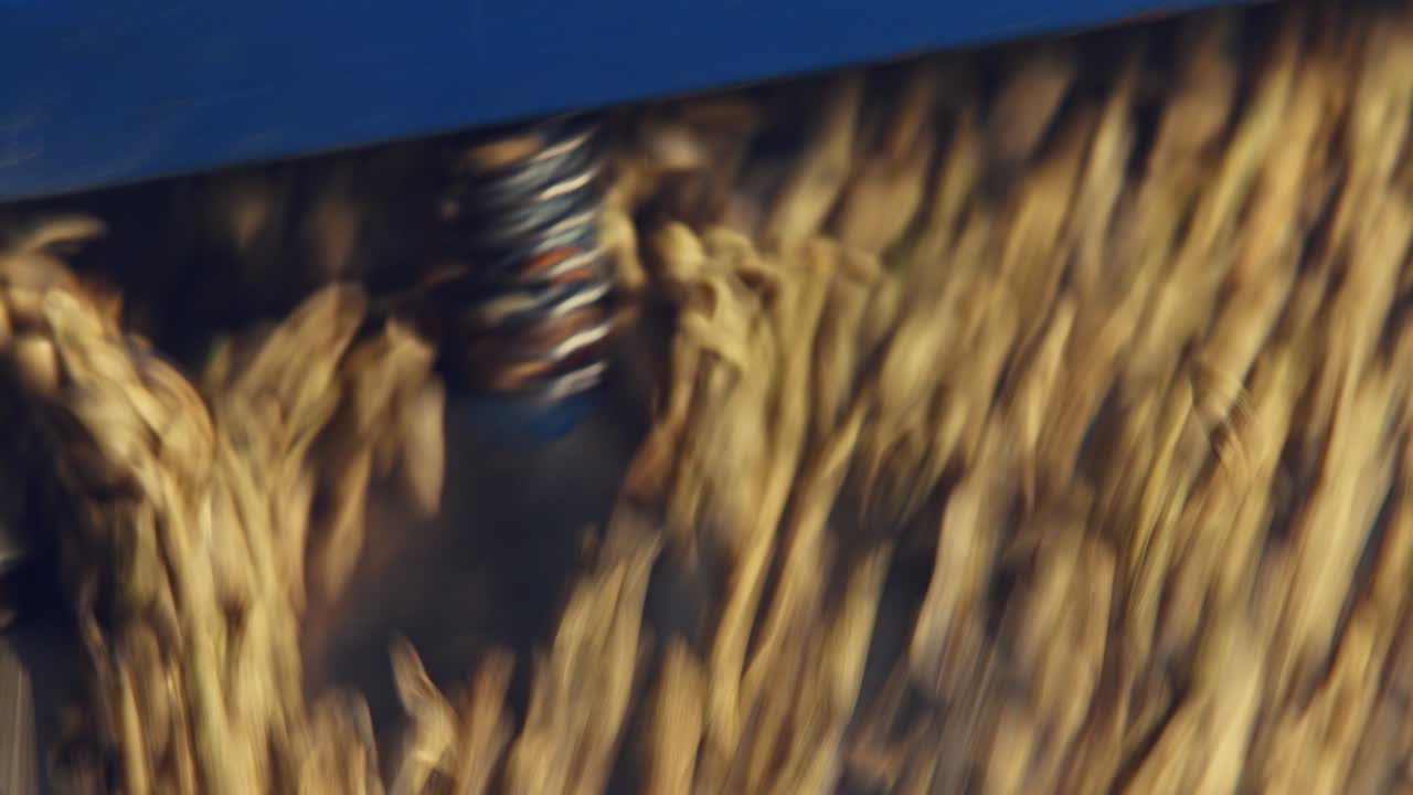 granos de café verdes sin tostar en un separador por gravedad para eliminar las impurezas