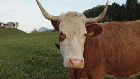 medium shot, cow looking and wiggling ears, farm house and grass in the background