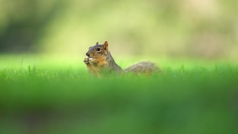 Closeup-view-of-squirrel-eating-acorns