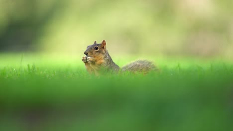 closeup view of squirrel eating acorns