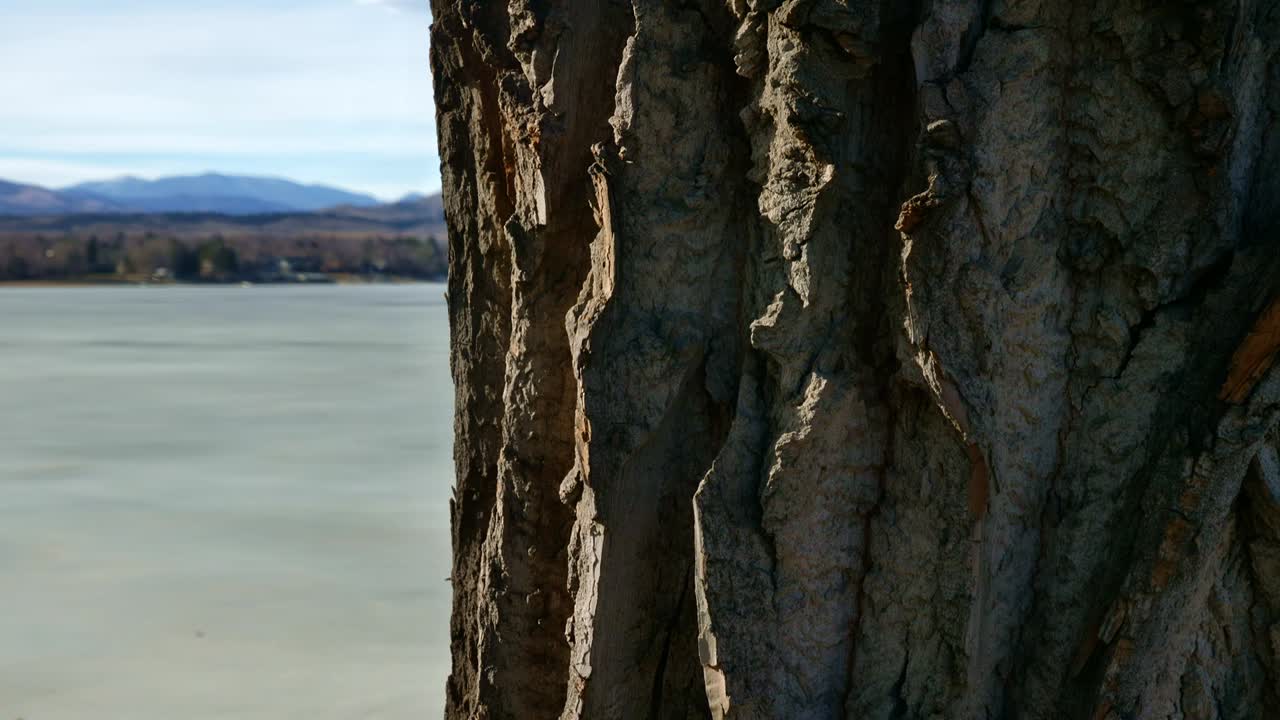 큰 나무 줄기에 있는 껍질의 매끄러운 짐벌
