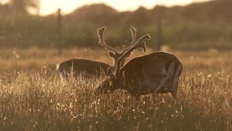 fallow deer scratching itch with large impressive antler in sunset glow