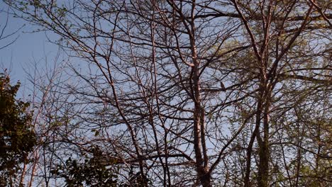 low angle view of trees and bushes moved by a gentle breeze